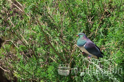Kereru Wood Pigeon in tree lucerne, Wairarapa