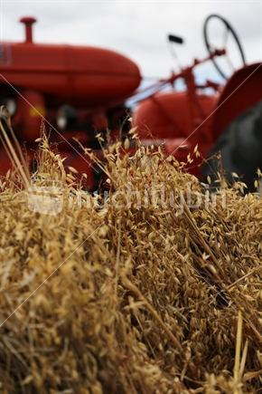 Vintage tractor in background, as seen across a foreground of straw bales.