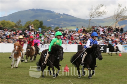 The Shetland pony Grand National event, miniature steeplechase style, at the Canterbury A&P (agricultural and pastoral) 150th Anniversary Show. 2012.