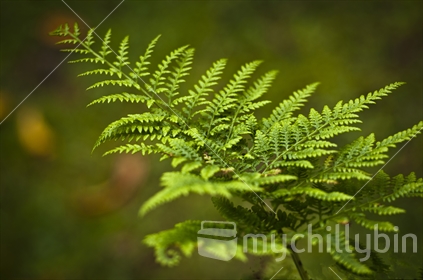 Green fern leaf on blurred background