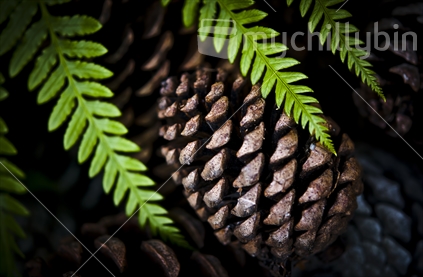 Fern leaves  above pine cone