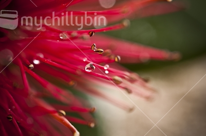 Pohutakawa flower, with dew drop (focus).