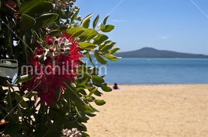 Pohutakawa bloom with foliage and beach and Rangitoto in the background