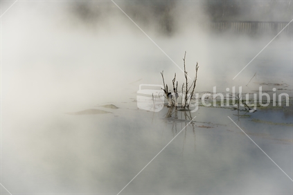 Plant remains in a geothermal lake, surrounded by steam