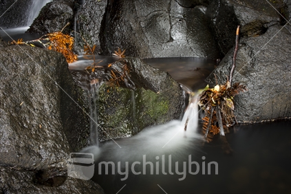 Autumn leaves caught in a natural waterfallUpper fairy falls in the waitakere ranges
