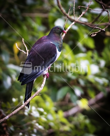 New Zealand Wood Pigeon on branch with blurred bush background