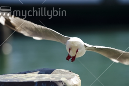 A seagull takes off from a pier (focus tail feathers and pile)