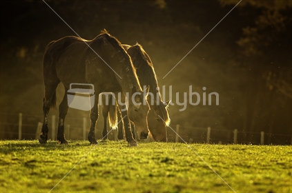 Horses grazing in the evening sun