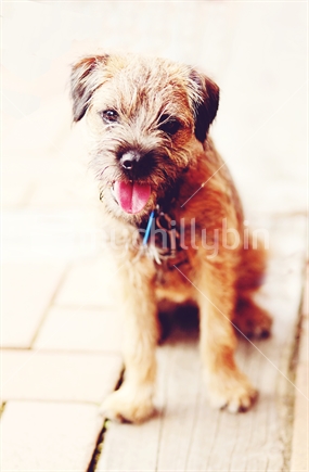 Border terrier, sitting waiting for its owner