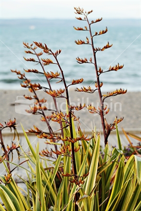Summer is coming!  Flowering flax plant in Napier.