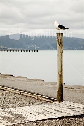 A seagull on a pole in Petone, Lower Hutt, Wellington