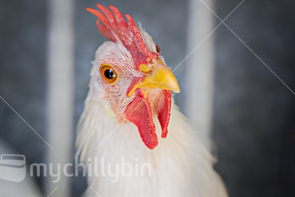 Chicken (focus on beak and comb area)