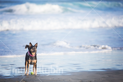 Dog playing on the beach, standing guard over its ball