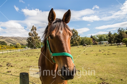 Horse on a farm deep in the heart of the Maniototo in New Zealand's Otago region.