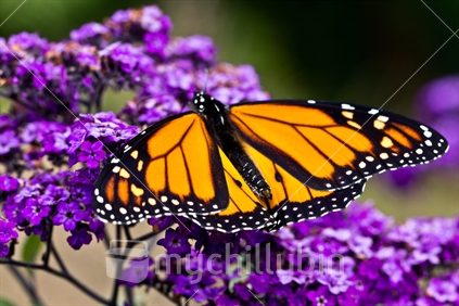Monarch butterfly wings on purple (focus near edge)