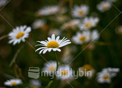 Daisy daisy