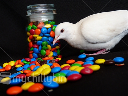 Doves are in the family Columbidae and encompass over 300 separate species. The most commonly recognized dove the white dove. Symbol of peace, love and purity, a white dove with coloured coated candy and a black background, pet dove Southland