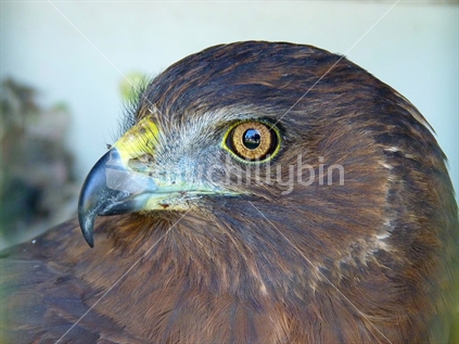 An injured Harrier Hawk rescued and rehabilitated back into the wild in Southland 