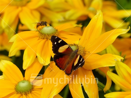 The Yellow or Australian Admiral (Vanessa itea) is a butterfly native to Australia, New Zealand, Lord Howe and Norfolk Islands. The Maori name is kahukowhai, which means "yellow cloak". The Yellow Admiral is a member of the family Nymphalidae, the sub-family Nymphalinae as well as the tribe Nymphalini.