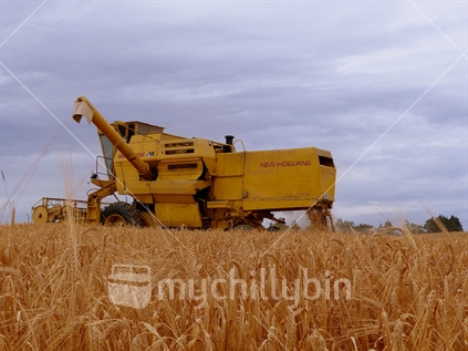 The grain harvested from seed crops has many uses in New Zealand, milling, malting, manufacturing animal feed and pressing for oil. Barley Harvest in Rural Southland New Zealand