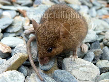 Rats are introduced pests which threaten the long-term survival of native species. They include the kiore (Pacific rat), ship rat (Black rat) and Norway rat.  Kiore, introduced by early Maori voyagers, predate rare weta, snails, frogs, lizards, tuatara, birds and bats, as well as other insects and the flowers, fruits and seeds of plants. Ship rats and Norway rats also eat any small animals and plant material, including the adults, eggs and chicks of many rare birds.