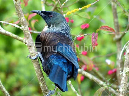 The Tui (Prosthemadera novaeseelandiae) is an endemic passerine bird of New Zealand. It is one of the largest members of the diverse honeyeater family. The name tui is from the Maori language name tui. Also known as the Parson Bird
