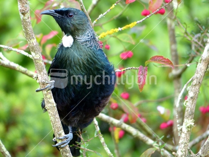 The Tui (Prosthemadera novaeseelandiae) is an endemic passerine bird of New Zealand. It is one of the largest members of the diverse honeyeater family. The name tui is from the Maori language name tui Also known as the Parson bird