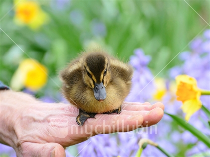 Spring Duckling & Daffodils