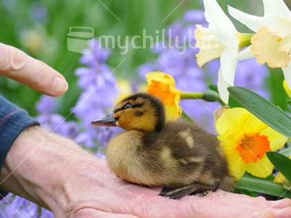 Spring Duckling & Daffodils