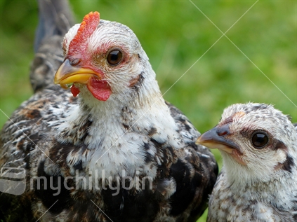 A young pair of Silver Duckwing Chickens, Old English Game Banatams, listed as a rare breed in New Zealand