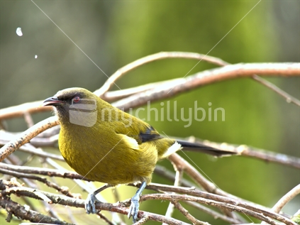Male Bellbird Endemic to New Zealand.