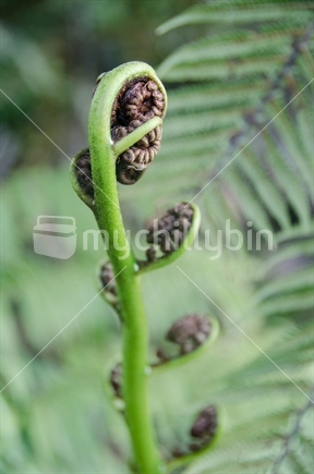 Young fern frond unfurling.