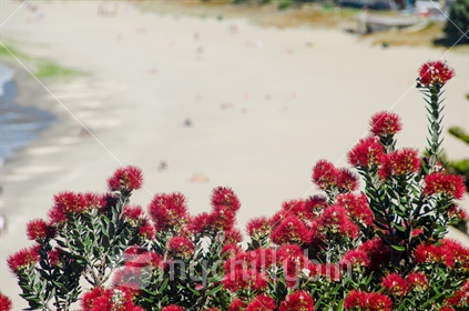 Summer day at the beach with Pohutukawa in bloom.
