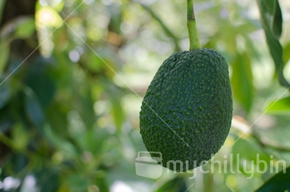 Almost ripe avocado hanging in an orchard.