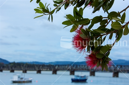 A Pohutukawa flower in focus with a blurred image of Tauranga harbour and railway bridge as the background