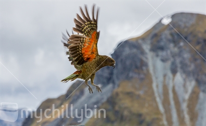 A Kea in flight at the Hanging valley alpine shelter stop (some motion blur)