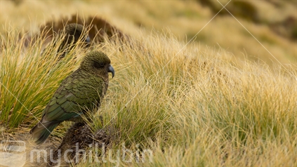 A Kea sits among the tussock at Hanging Valley