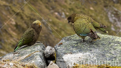 Two keas rest on the rocky outcrops of the Kepler track