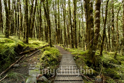 The cool green interior of the beech forest and ferns on the Kepler track, Te Anau, Fiordland
