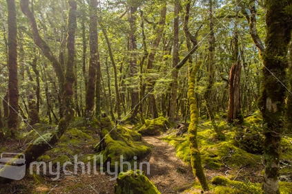 The cool green interior of the beech forest and ferns on the Kepler track, Te Anau, Fiordland