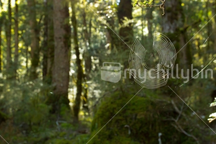 A spiderweb in the beech forest of the Kepler track is illuminated by the morning light (spiderweb in focus)