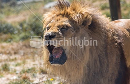 A male African Lion roars to show who's boss, Paradise Valley Lion park, Rotorua, New Zealand