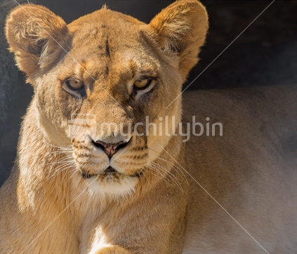 The intent gaze from a female African Lion, Paradise Valley Lion park, Rotorua, New Zealand