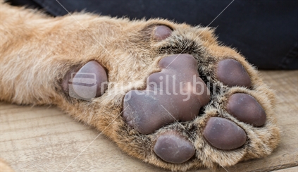 A closeup of the underside of a cubs paw, Paradise Valley Lion park, Rotorua, New Zealand