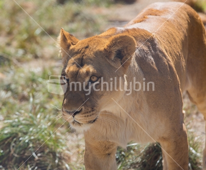 A female lion patrols the enclosure at the Paradie Lion Park, Rotorua, New Zeaaland,