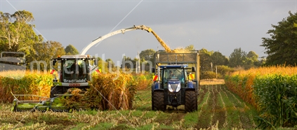 The combine harvester works in tandem with the truck & tractor drivers
