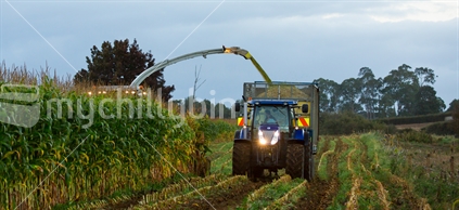 The combine harvester works in tandem with the truck & tractor drivers (raised ISO)