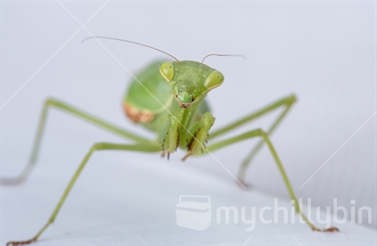 Head shot of a praying mantis