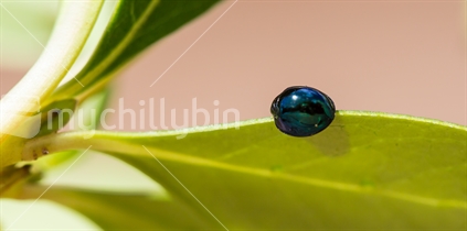 A metallic blue ladybug making its way along a leaf