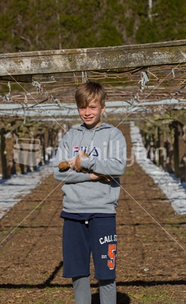 A young boy with arms full of kiwifruit in the orchard